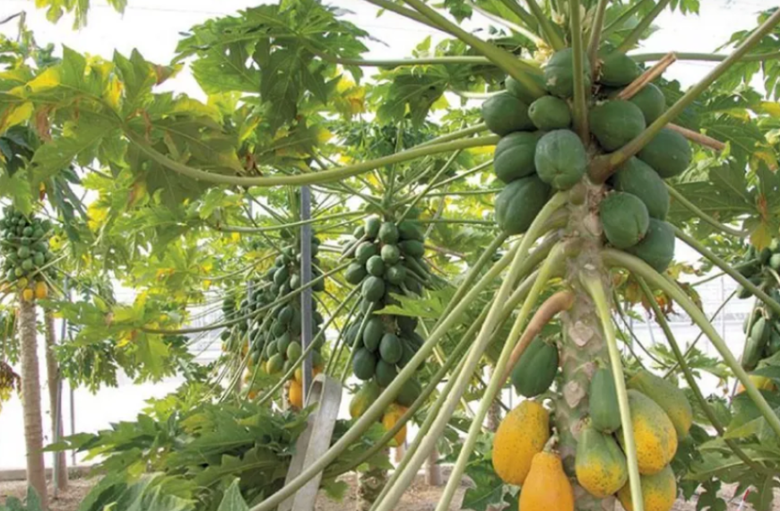 Mamón Orgánico: Una Dulce Apuesta por la Agricultura…