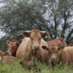 La Mesa Paraguaya de Carne Sostenible Presenta Plan para Fortalecer la Ganadería del País