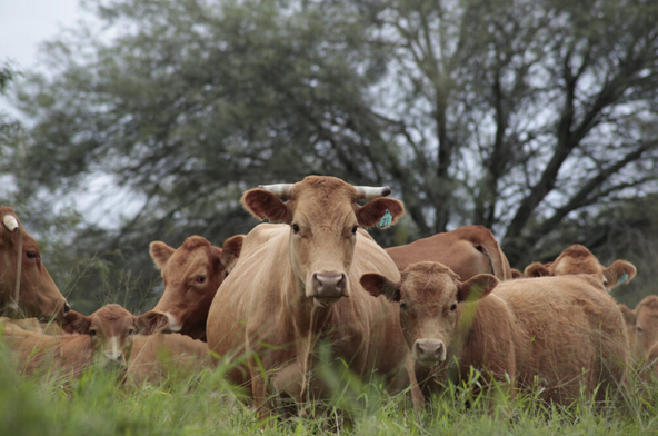 La Mesa Paraguaya de Carne Sostenible Presenta Plan…